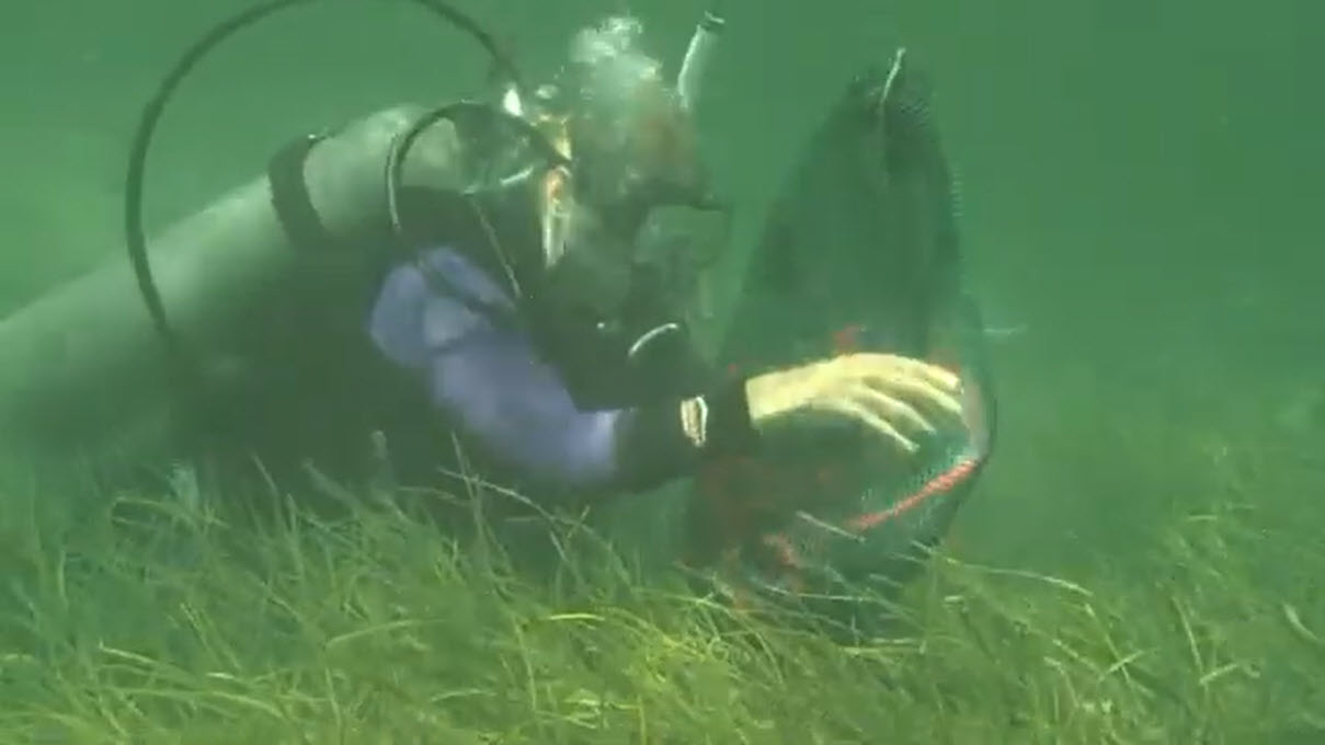 Conducting seagrass measurements in Florida Bay